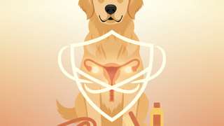 带你详解狗的生殖系统结构，呵护狗的生殖器千万别踩这些坑