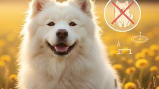 看萨摩犬图片心动了？搜索萨摩犬图片小型犬前一定要避开这些坑